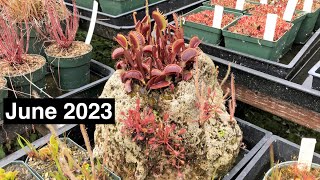 Carnivorous Plant Care for June 2023 [upl. by Tibbitts]