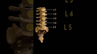 5 types of Vertebrae 3d animation humananatomy spineanatomy biology [upl. by Luca]