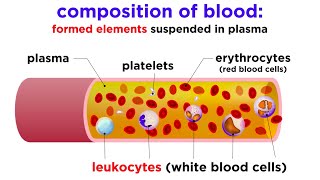 The Composition and Function of Blood [upl. by O'Grady956]