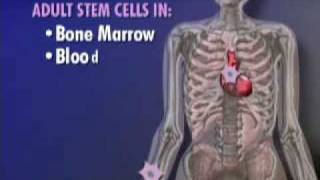 Adult Stem Cell Results amp Embryonic Stem Cell Ethics Video [upl. by Ruenhcs]