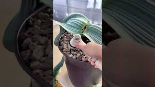 Welwitschia mirabilis cactus succulents gardening plants [upl. by Brena]