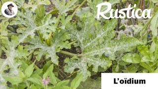 Loïdium  identifier et traiter au jardin comme au potager [upl. by Hillari]