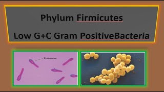 Phylum Firmicutes I Low GC Gram Positive Bacteria I Domain Bacteria I Microbiology [upl. by Woodcock]