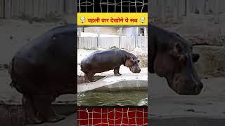 Why do Hippo spray their poop 🤯  Nic Factz hippo factshop amazingfacts hippotizer [upl. by Olwen516]