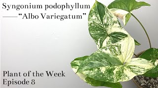 How To Care For Syngonium podophyllum “Albo Variegatum”  Plant Of The Week Ep 8 [upl. by Eelame]