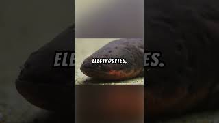 Electric Eel Explained ⚡🐍⚡ electriceeleelsnakeelectricalelectricalhabitatwildlifelakefyp [upl. by Palmer595]