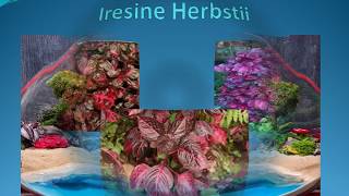 Iresine Herbstii Teraryum Bitkileri 2 [upl. by Guyon612]