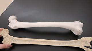 Anatomy of Long Bones on a Real Human Femur [upl. by Idelle]