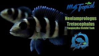 Neolamprologus Tretocephalus  Tanganyika Cichlid Tank [upl. by Sarad]