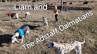 Liams Dalmatian Dream Playing with the Adstaff Pack [upl. by Lion]