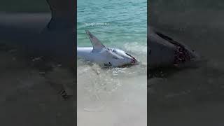 Group of men help Mako shark back into the water at Florida beach [upl. by Ennayr709]