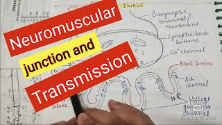 Neuromuscular junction and neuromuscular transmission [upl. by Lienaj63]