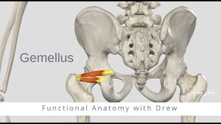 Functional Anatomy  Gemellus Superior and Inferior [upl. by Nowad]