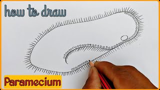 how to draw the diagram of paramecium [upl. by Fisher]