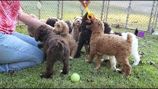 Standard Poodle Puppies  8 Weeks Old [upl. by Winonah166]