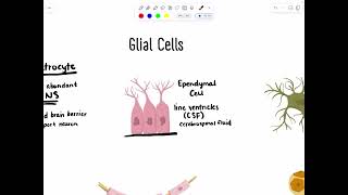 Online Anatomy Lab 7  Glial Cells [upl. by Kirshbaum787]