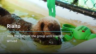 Meet Rialto  Sea Otters  Vancouver Aquarium [upl. by Pippy]