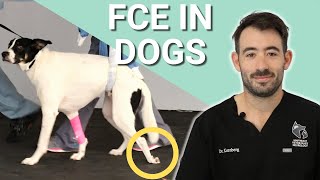 Spinal Cord Strokes In Dogs  FCE Overview [upl. by Venita]