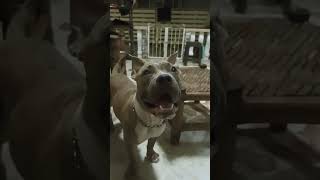 shaq dog pets emojichallenge misoara 이모지 americanbully [upl. by Einrae]