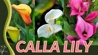 The Beginners Guide to CALLA LILY Zantedeschia aethiopica quotArum Lilyquot 💐💐💐 [upl. by Nanda726]