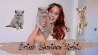 British Shorthair Kitten Update  1 Year On  Feeding Routine  1st Birthday  BSH Cat Cuddles [upl. by Sadowski]