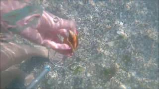 Finding Shells and Sharks Teeth using an Ocean Viewer in Venice FL [upl. by Aketahs]