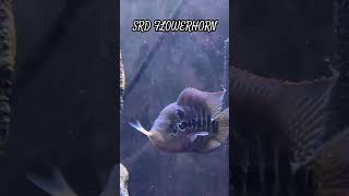 Super Red Dragon Flowerhorn cichlid cichlidfish fyp tropicalfish aquarium fishtank fishvideo [upl. by Cathlene243]