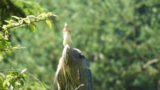 Great blue heron gular fluttering to get cool [upl. by Vitoria]