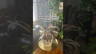 Stromanthe Triostar update plantcare plantupdate plantmaintenance [upl. by Eicart]