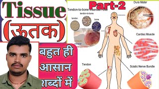 tissueepithelium tissue all information one shot for class 9th 2th chapter and 12 neet and JEE [upl. by Bonn]