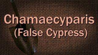 Chamaecyparis False Cypress – Family Plot [upl. by Nirret]