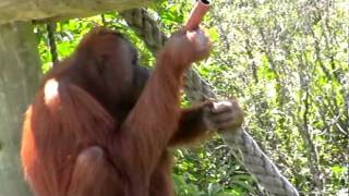 Orangutan Melur with enrichment at Auckland Zoo [upl. by Chyou302]