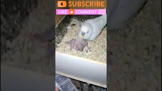 Kuşları 3 yumurta ziyan olmuş😞 birds budgiegar babyanimals budgrigar budgey pets parrot [upl. by Perrin541]