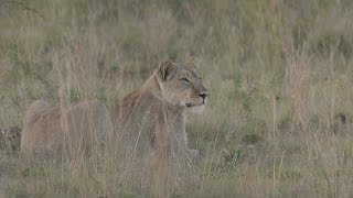 Animal Behavior Lioness Hunting Wildebeest Zebra and Rhino [upl. by Narat581]