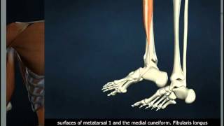 Peroneus Longus [upl. by Ithsav]