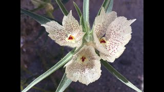 Antirrhinum confertiflorum ghost flower [upl. by Idnyc]