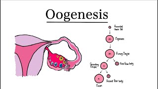 Oogenesis  MCAT Biology [upl. by Leirraj]