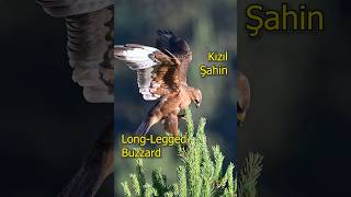 GÜZELLİK  Kızıl Şahin  Longlegged Buzzard [upl. by Enehs344]