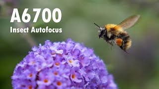 Sony A6700  Insects Autofocus footage  Tamron 1770 F28  4K 50p 422 10bit [upl. by Sterrett]