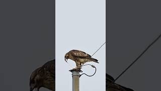 Common Buzzard 말똥가리식사 [upl. by Urbanna]