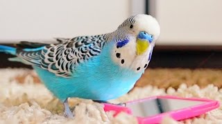 Budgie singing to mirror  Parakeet Sounds [upl. by Crescentia]