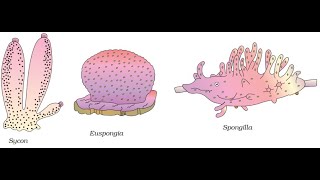 Phylum Porifera Phylum Coelenterata [upl. by Nylsirhc151]