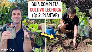 GUÍA DE CULTIVO LECHUGAS cómo plantar lechugas Ep 02  en20metros [upl. by Ainezey]