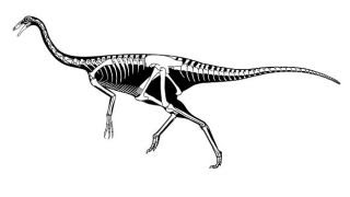 Ornithomimus  Enciclopedia sobre Dinosaurios [upl. by Premer]