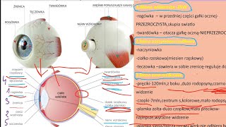 budowa oka i przewodzenie impulsu świetlnegoczopkipręcikirodopsyna [upl. by Adyan]