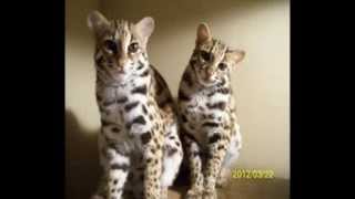 Raising Asian Leopard Cats ALCs [upl. by Myrt]