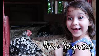 Unbelievable Surprises Await On The Farm Egg Hatching Homesteading Adventure [upl. by Okiram]