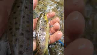 WILD BROWN 🐠🔥🌄 wild browntrout explore myhome blessed [upl. by Adnalram639]