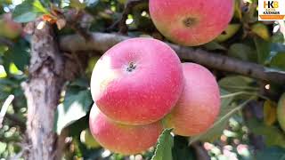 Kashmir American Apples Trees favourite American apples Bengladesh Nepal [upl. by Enneillij]