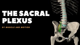 The Sacral Plexus and the Sciatic Nerve [upl. by Hedveh131]